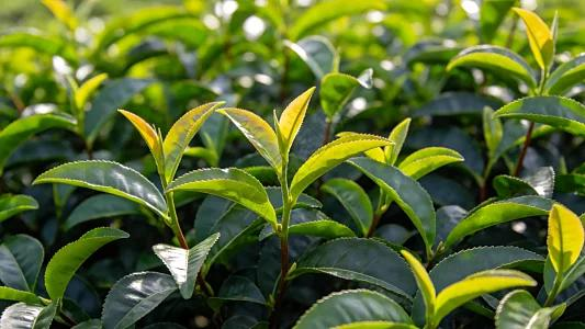 Fabricante de máquina de pesagem de chá na China aproveita onda de fabricação verde para expandir presença no exterior